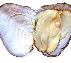 Freshwater Shell Canned Oyster Ocean Love Real Pearl Necklace Set Plus Earrings & Ring